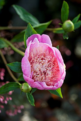 THE_WALLED_GARDEN_AT_COWDRAY__WEST_SUSSEX_DESIGNER_JAN_HOWARD__PINK_PEONY_PAEONIA_UNKNOWN_VARIETY