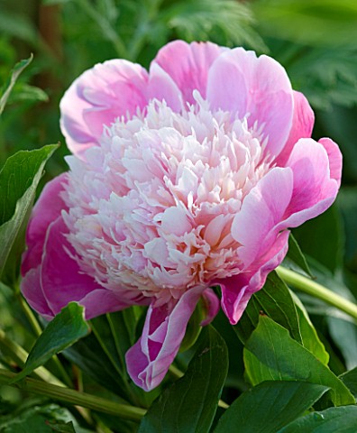 THE_WALLED_GARDEN__COWDRAY__WEST_SUSSEX_THE_PINK_FLOWER_OF_A_PAEONIA__PEONY_UNKNOWN_VARIETY