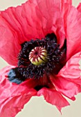 CLOSE UP OF THE PINK FLOWER OF PAPAVER ORIENTALE WATERMELON