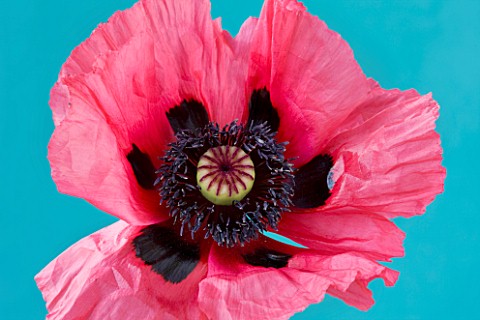 CLOSE_UP_OF_THE_PINK_FLOWER_OF_PAPAVER_ORIENTALE_WATERMELON