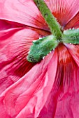 CLOSE UP OF THE PINK FLOWER OF PAPAVER ORIENTALE WATERMELON