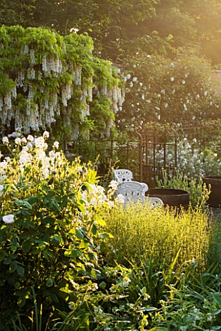 WOLLERTON_OLD_HALL__SHROPSHIRE_WELL_GARDEN_WITH_WISTERIA_SINENSIS_ALBA_AND_ROSA_ALBERIC_BARBIER