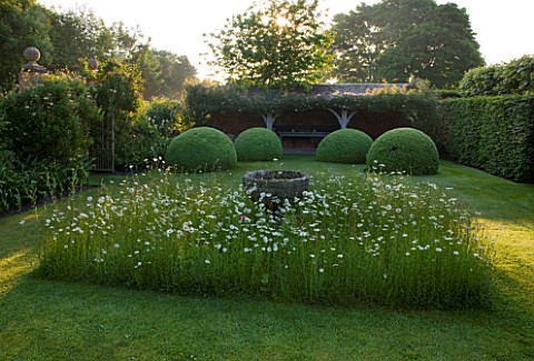 WOLLERTON_OLD_HALL__SHROPSHIRE_THE_FONT_GARDEN_WITH_MEADOW_PLANTING_OF_DAISIES_LEUCANTHEMUM_VULGARE_