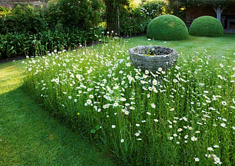 WOLLERTON_OLD_HALL__SHROPSHIRE_FONT_SURROUNDED_BY_MEADOW_PLANTING_OF_DAISIES_LEUCANTHEMUM_VULGARE