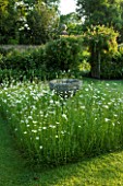 WOLLERTON OLD HALL  SHROPSHIRE: THE FONT GARDEN WITH MEADOW PLANTING OF DAISIES (LEUCANTHEMUM VULGARE)