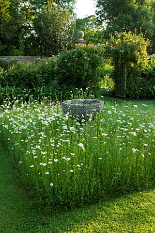 WOLLERTON_OLD_HALL__SHROPSHIRE_THE_FONT_GARDEN_WITH_MEADOW_PLANTING_OF_DAISIES_LEUCANTHEMUM_VULGARE