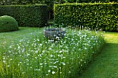 WOLLERTON OLD HALL  SHROPSHIRE: THE FONT GARDEN WITH MEADOW PLANTING OF DAISIES (LEUCANTHEMUM VULGARE) WITH HEDGE LEADING TO LIME ALLEE
