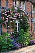 WOLLERTON OLD HALL  SHROPSHIRE: SOUTH WALL OF THE COTTAGES WITH ROSA CAROLINE TESTOUT AND CLEMATIS VIOLA