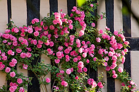 WOLLERTON_OLD_HALL__SHROPSHIRE_SOUTH_WALL_OF_THE_HOUSE_WITH_ROSA_ZEPHERINE_DROUHIN
