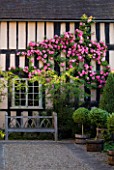 WOLLERTON OLD HALL  SHROPSHIRE: SOUTH WALL OF THE HOUSE WITH WOODEN BENCH AND ROSA ZEPHERINE DROUHIN