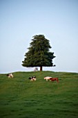 TREE ON A HILL WITH COWS GRAZING