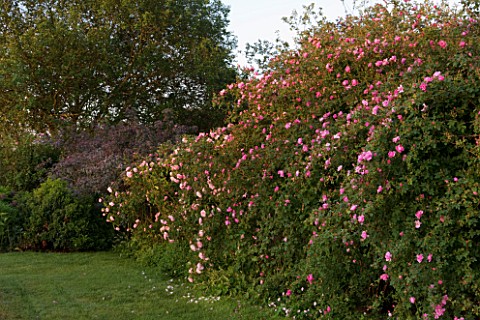 THE_GRAY_HOUSE__OXFORDSHIRE__DESIGNED_BY_TIM_REES_BORDER_BESIDE_THE_SWIMMING_POOL_WITH_ROSES