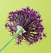 CLOSE UP IMAGE OF THE FLOWER OF ALLIUM FIRMAMENT AGAINST YELLOW BACKGROUND. BULB