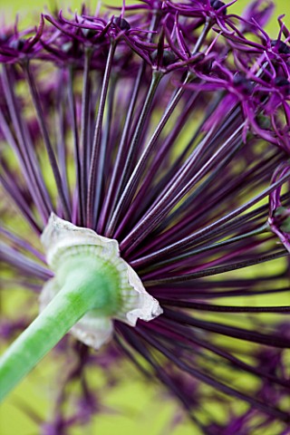 CLOSE_UP_IMAGE_OF_THE_FLOWER_OF_ALLIUM_FIRMAMENT_AGAINST_YELLOW_BACKGROUND_BULB