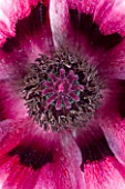 CLOSE UP IMAGE OF THE PINK CENTRE OF THE FLOWER OF THE POPPY - PAPAVER ORIENTALE HARLEM