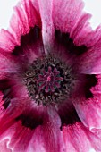 CLOSE UP IMAGE OF THE PINK CENTRE OF THE FLOWER OF THE POPPY - PAPAVER ORIENTALE HARLEM