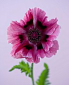 CLOSE UP IMAGE OF THE PINK FLOWER OF THE POPPY - PAPAVER ORIENTALE HARLEM