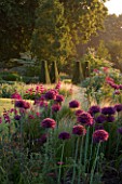 PETTIFERS  OXFORDSHIRE: DAWN LIGHT HITS A BORDER WITH ALLIUM FIRMAMENT  STIPA TENUISSIMA  GLADIOLUS COMMUNIS BYZANTINUS WITH PARTERRE BEHIND