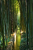 LA BAMBOUSERAIE DE PRAFRANCE  FRANCE: WATER RILL RUNNING THROUGH THE GARDEN SURROUNDED BY GIANT BAMBOOS