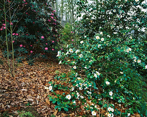 CAMELLIA_JAPONICA_WABISUKI_IN_THE_WOODLAND_GARDEN_AT_GREENCOMBE__SOMERSET