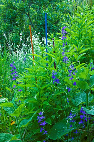 JARDIN_DES_SAMBUCS__FRANCE__STAKES_FOR_ATTRACTING_INSECTS_WITH_LARKSPUR_AND_JERUSALEM_ARTICHOKES