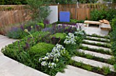 DES: CHARLOTTE ROWE  LONDON: FORMAL TOWN/CITY GARDEN WITH STEPS INTERPLANTED WITH PERENNIALS  BOX CUBES & WHITE AGAPANTHUS ENIGMA. SALVIA MAINACHT  PURPURESCENS & CARADONNA
