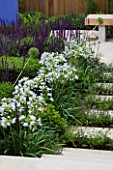 DESIGNER:CHARLOTTE ROWE  LONDON: FORMAL TOWN/CITY GARDEN WITH AGAPANTHUS ENIGMA AND SALVIA MAINACHT  PURPURESCENS & CARADONNA. STEPS INTERPLANTED WITH PERENNIALS INCLUDING NEPETA