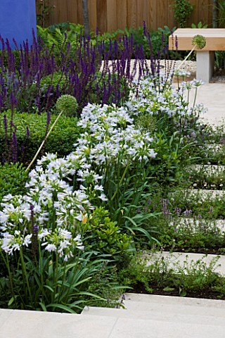 DESIGNERCHARLOTTE_ROWE__LONDON_FORMAL_TOWNCITY_GARDEN_WITH_AGAPANTHUS_ENIGMA_AND_SALVIA_MAINACHT__PU
