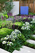 DESIGNER:CHARLOTTE ROWE  LONDON: FORMAL TOWN/CITY GARDEN WITH AGAPANTHUS ENIGMA AND SALVIA MAINACHT  PURPURESCENS & CARADONNA. STEPS INTERPLANTED WITH PERENNIALS INCLUDING NEPETA