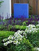 DESIGNER:CHARLOTTE ROWE  LONDON: FORMAL TOWN/CITY GARDEN WITH BOX CUBES  AGAPANTHUS ENIGMA AND SALVIA MAINACHT  PURPURESCENS & CARADONNA. BLUE FEATURE WALL