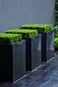 TANIA LAURIE  LONDON. SMALL CONTEMPORARY GARDEN BY CHARLOTTE ROWE. BLACK METAL SQUARE PLANTERS WITH BOX (BUXUS SEMPERVIRENS) ON BLACK DECK AGAINST GREY PAINTED FENCE