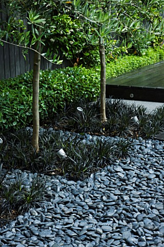 TANIA_LAURIE__LONDON_SMALL_CONTEMPORARY_GARDEN_BY_CHARLOTTE_ROWE_POLISHED_GREY_PEBBLES_WITH_OPHIOPOG