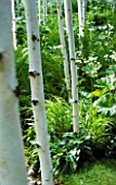 HAMPTON COURT FLOWER SHOW 2008: FOREST GARDEN DESIGNED BY IVAN TUCKER - WOODLAND PLANTING WITH BETULA UTILIS VAR JACQUEMONTII DOORENBOS AND MIRRORS