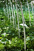 HAMPTON COURT FLOWER SHOW 2008: FOREST GARDEN DESIGNED BY IVAN TUCKER - WOODLAND PLANTING WITH BETULA UTILIS VAR JACQUEMONTII DOORENBOS AND MIRRORS. WHITE BOULDER SEAT