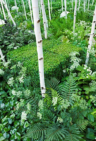 HAMPTON_COURT_FLOWER_SHOW_2008_FOREST_GARDEN_DESIGNED_BY_IVAN_TUCKER__WOODLAND_PLANTING_WITH_BETULA_