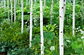 HAMPTON COURT FLOWER SHOW 2008: FOREST GARDEN DESIGNED BY IVAN TUCKER - WOODLAND PLANTING WITH BETULA UTILIS VAR JACQUEMONTII DOORENBOS