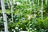 HAMPTON COURT FLOWER SHOW 2008: FOREST GARDEN DESIGNED BY IVAN TUCKER - WOODLAND PLANTING WITH BETULA UTILIS VAR JACQUEMONTII DOORENBOS