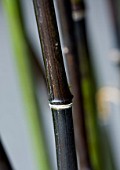 TANIA LAURIE  LONDON. CLOSE UP OF STEM OF BLACK BAMBOO - PHYLLOSTACHYS NIGRA