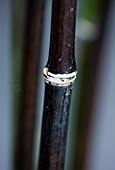 TANIA LAURIE  LONDON. CLOSE UP OF STEM OF HARDY BLACK BAMBOO - PHYLLOSTACHYS NIGRA