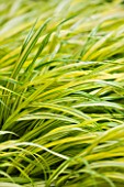 TANIA LAURIE  LONDON. CLOSE UP OF LIME GREEN FOLIAGE OF HAKONECHLOA MACRA ALBOAUREA - ORNAMENTAL GRASS