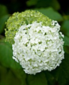 TANIA LAURIE  LONDON. CLOSE UP OF WHITE FLOWER / BLOOM OF HYDRANGEA ARBORESCENS ANNABELLE