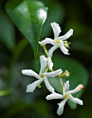 TANIA LAURIE  LONDON. CLOSE UP OF WHITE FLOWERS OF TRACHELOSPERMUM JASMINOIDES