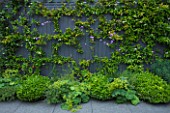 TANIA LAURIE  LONDON. SMALL CONTEMPORARY GARDEN BY CHARLOTTE ROWE. GREY PAINTED FENCE WITH TRACHELOSPERMUM JASMINOIDES. VERBENA BONARIENSIS AND ALCHEMILLA MOLLIS IN BORDER