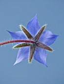 CLOSE UP OF BLUE FLOWER OF BORAGE (BORAGO OFFICINALIS) ON BLUE BACKGROUND