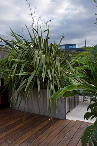 CONTEMPORARY_FORMAL_ROOF_TERRACE_GARDEN_DESIGNED_BY_DATA_NATURE_ASSOCIATES_DECKED_TERRACE_WITH_RAISE