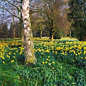 NARCISSI IN THE WOODLAND AT GREAT THURLOW HALL GARDENS  SUFFOLK