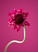 CLOSE UP OF FLOWER OF SCABIOSA CHILLI PEPPER