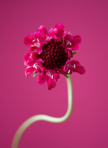 CLOSE_UP_OF_FLOWER_OF_SCABIOSA_CHILLI_PEPPER