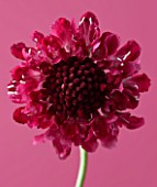 CLOSE UP OF FLOWER OF SCABIOSA CHILLI PEPPER