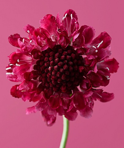 CLOSE_UP_OF_FLOWER_OF_SCABIOSA_CHILLI_PEPPER
